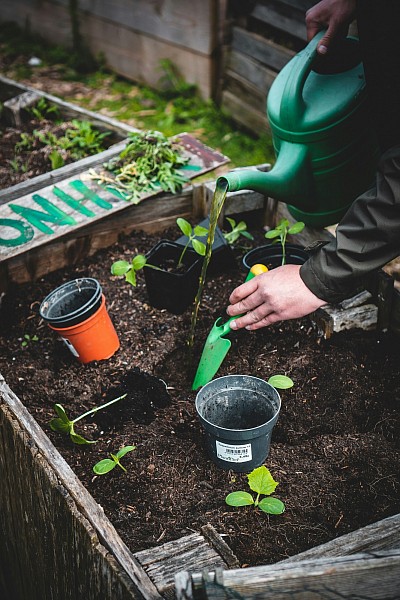 Lets plant some trees!